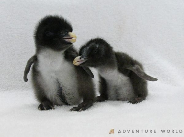 ペンギン赤ちゃんが2羽誕生 アドベンチャーワールド 観光産業 最新情報 トラベルビジョン