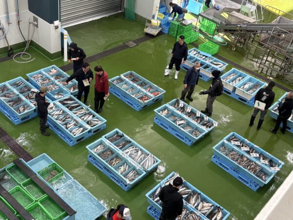 獲れたての魚が市場にずらりと並ぶ