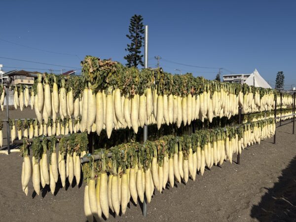 珍しい吊るされた大根の景色
