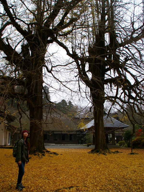 広徳寺の大イチョウ