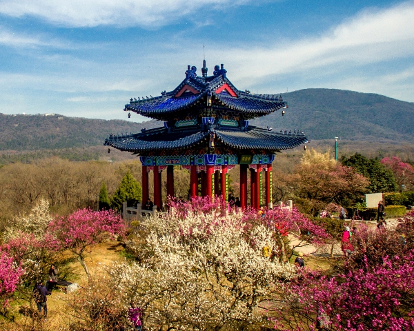 南京国際梅花祭り