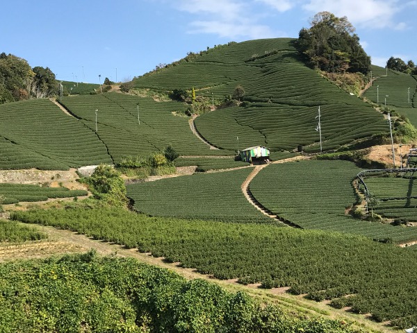 和束町の茶畑