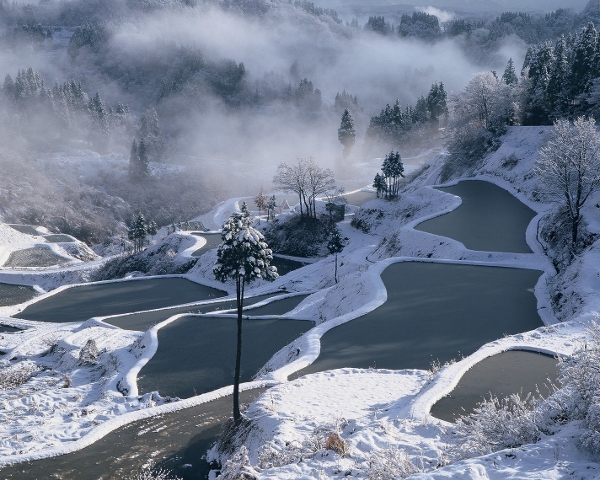 松之山温泉の棚田