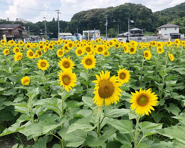 まんのう町のひまわり