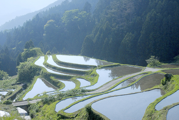 田植えを待つ棚田