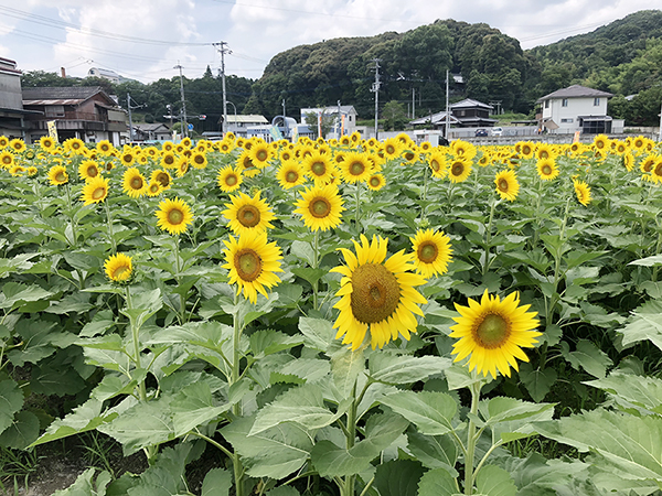 香川県まんのう町のひまわり畑