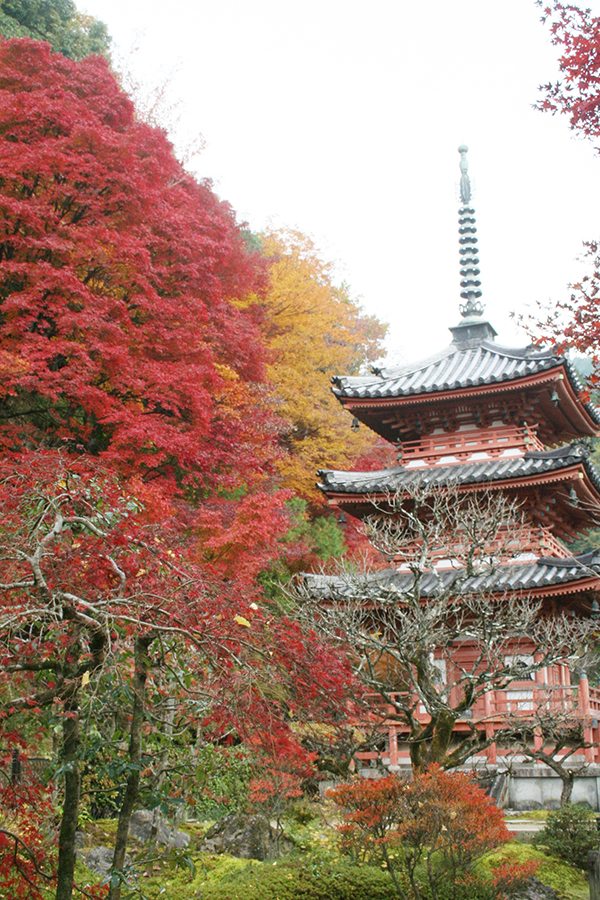 三室戸寺