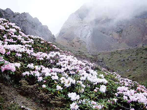 中国雲南省の高山に咲く高山植物