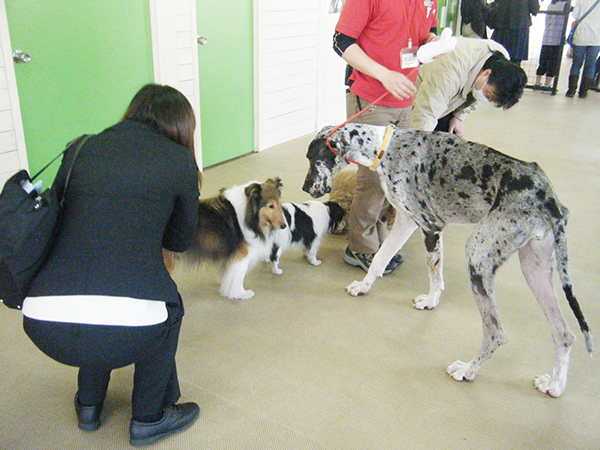 犬と触れあう