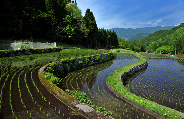 新田集落