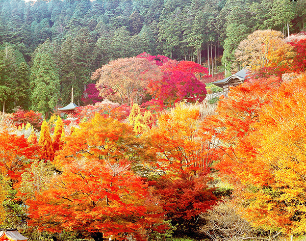 勝尾寺