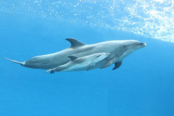イルカの赤ちゃん誕生 まだ100センチ 八景島シーパラダイス 旅行業界 最新情報 トラベルビジョン