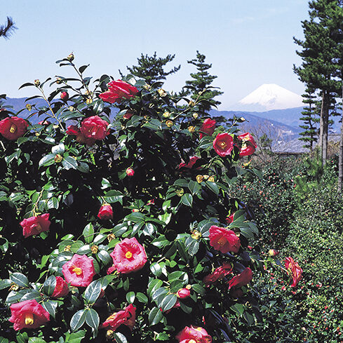 小室山公園つばき園