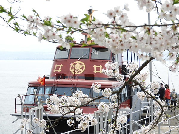 海津大崎へお花見クルーズ