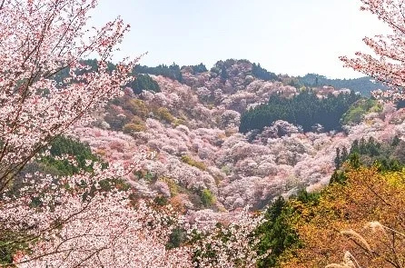 吉野山