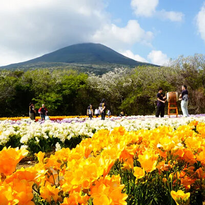 フリージアと八丈富士