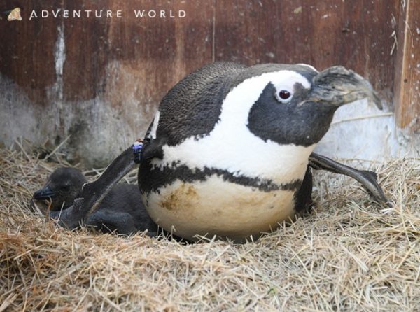 アドベンチャーワールド ジェンツーペンギン ケープペンギンの赤ちゃん誕生 地域情報 本紙 トラベルニュースat