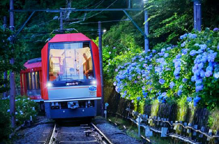 ライトアップされたあじさいと登山鉄道