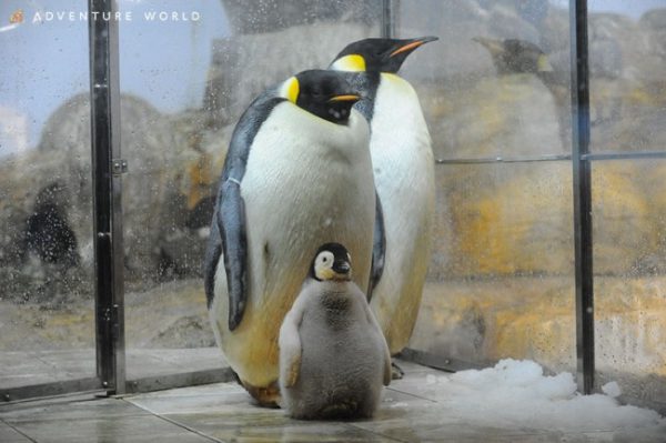 エンペラーペンギンの赤ちゃん誕生へ アドベンチャーワールド 旅行業界 最新情報 トラベルビジョン