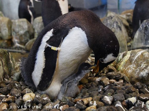 アドベンチャーワールド ジェンツーペンギン ケープペンギンの赤ちゃん誕生 地域情報 本紙 トラベルニュースat