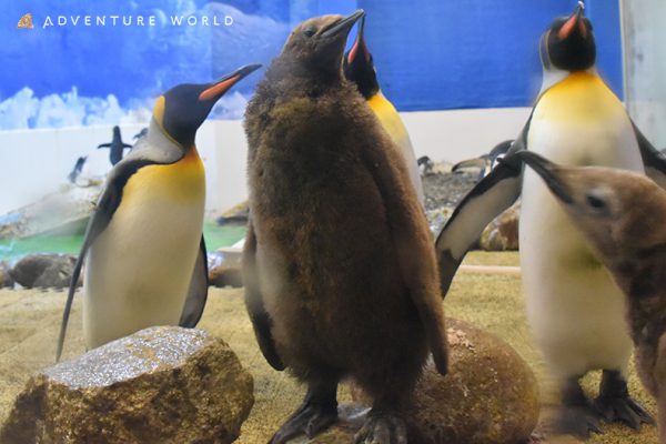 アドベンチャーワールド 1月8日にキングペンギンの赤ちゃん誕生 地域情報 本紙 トラベルニュースat