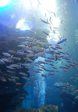 京都水族館