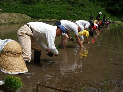 智頭町米づくり